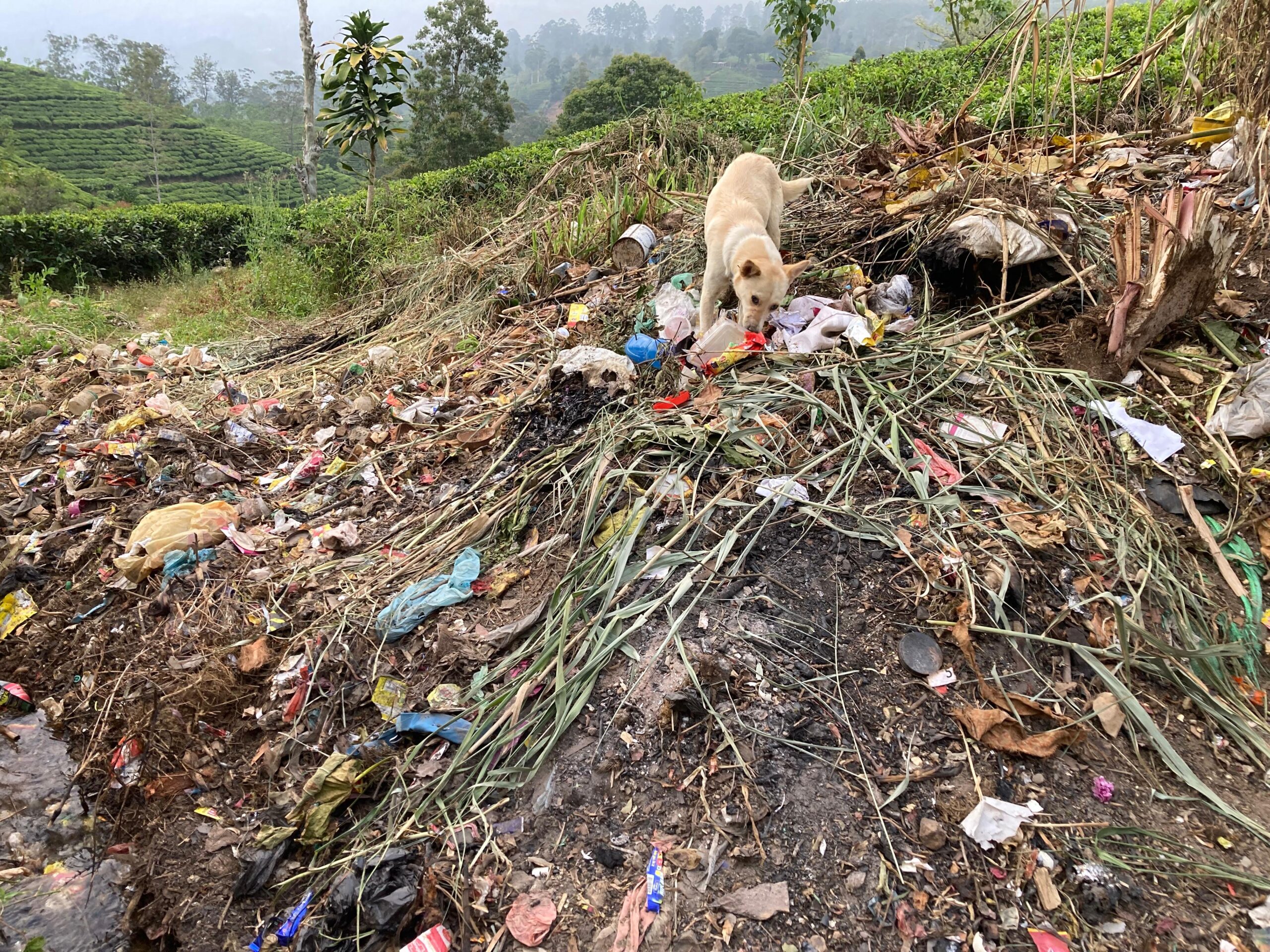 நானுஓயாவில் குப்பை நெருக்கடி! வீதியோரங்களில் தேங்கும் கழிவுகளால் மக்கள் அவதி.